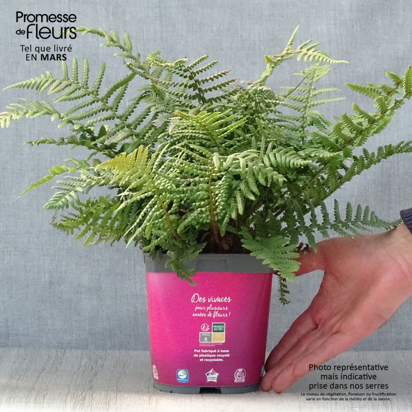 Exemplar von Dryopteris affinis - Wurmfarn Topf mit 2L/3L wie im Frühjahr geliefert