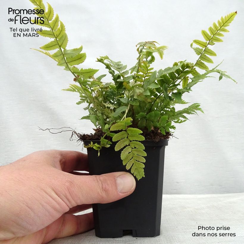 Exemplar von Dryopteris cycadina - Wurmfarn Kleine Töpfe von 8/9 cm wie im Frühjahr geliefert