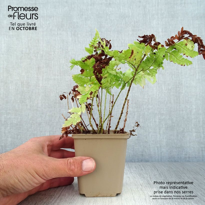 Exemplar von Dryopteris dilatata - Wurmfarn Kleine Töpfe von 8/9 cm wie im Herbst geliefert