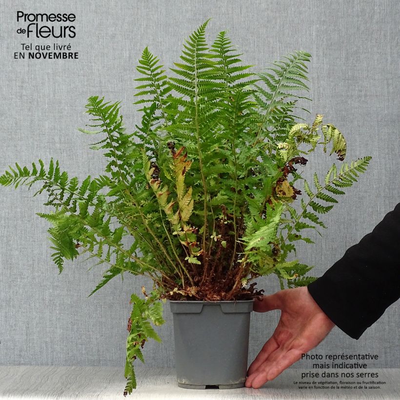 Exemplar von Dryopteris erythrosora - Wurmfarn Topf mit 2L/3L wie im Herbst geliefert