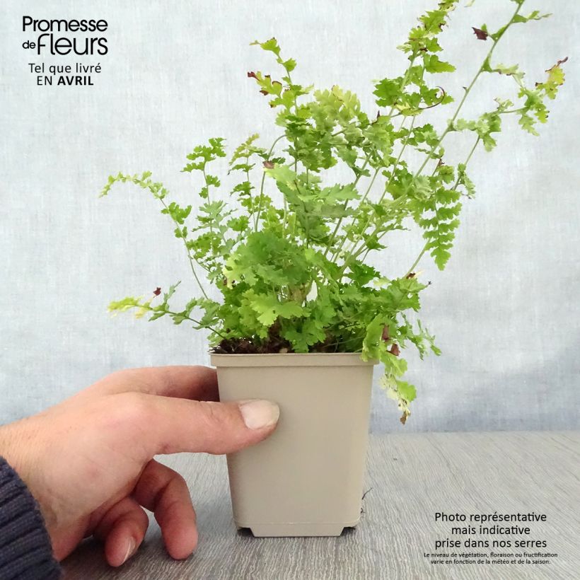 Exemplar von Dryopteris filix-mas Barnesii - Wurmfarn Kleine Töpfe von 8/9 cm wie im Frühjahr geliefert