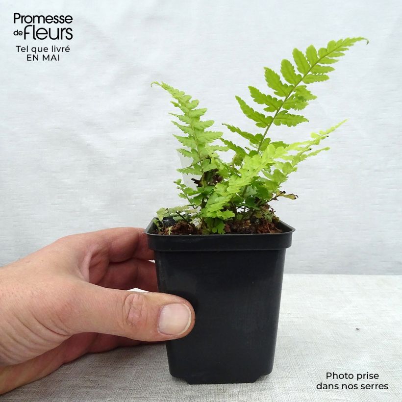 Exemplar von Dryopteris filix-mas - Wurmfarn Kleine Töpfe von 8/9 cm wie im Frühjahr geliefert