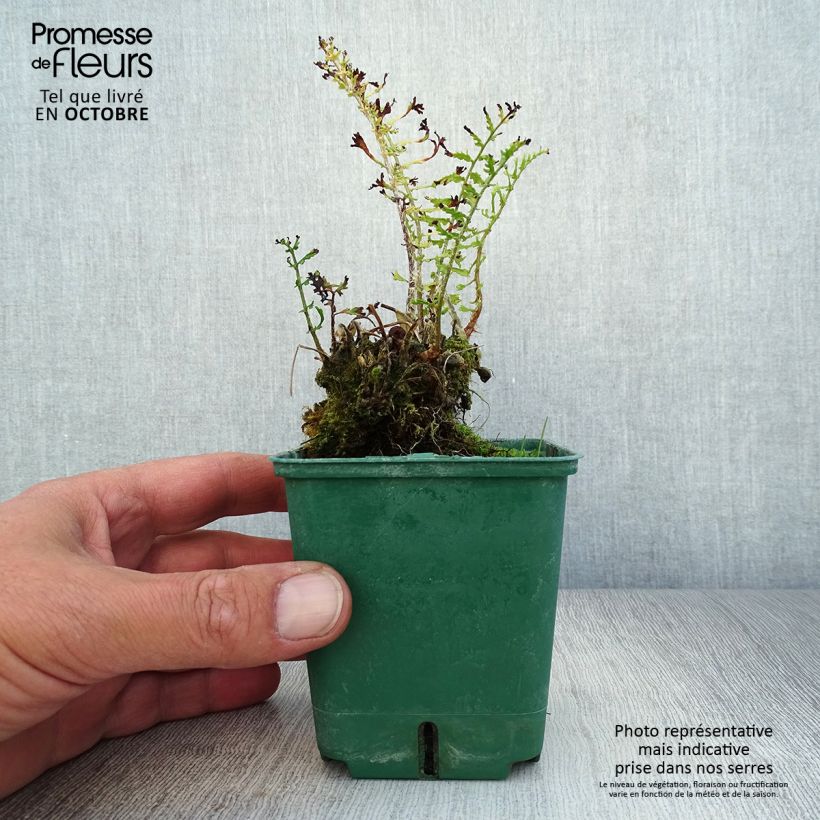 Exemplar von Dryopteris filix-mas Linearis Polydactyla - Wurmfarn Kleine Töpfe von 8/9 cm wie im Herbst geliefert