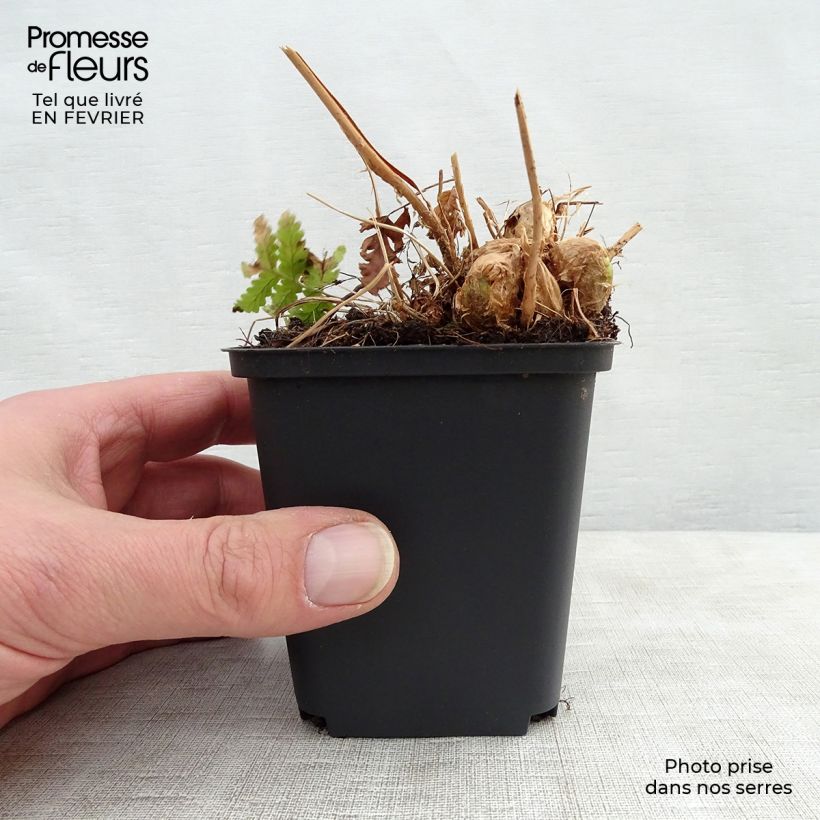 Exemplar von Dryopteris goldieana - Wurmfarn Kleine Töpfe von 8/9 cm wie im Winter geliefert