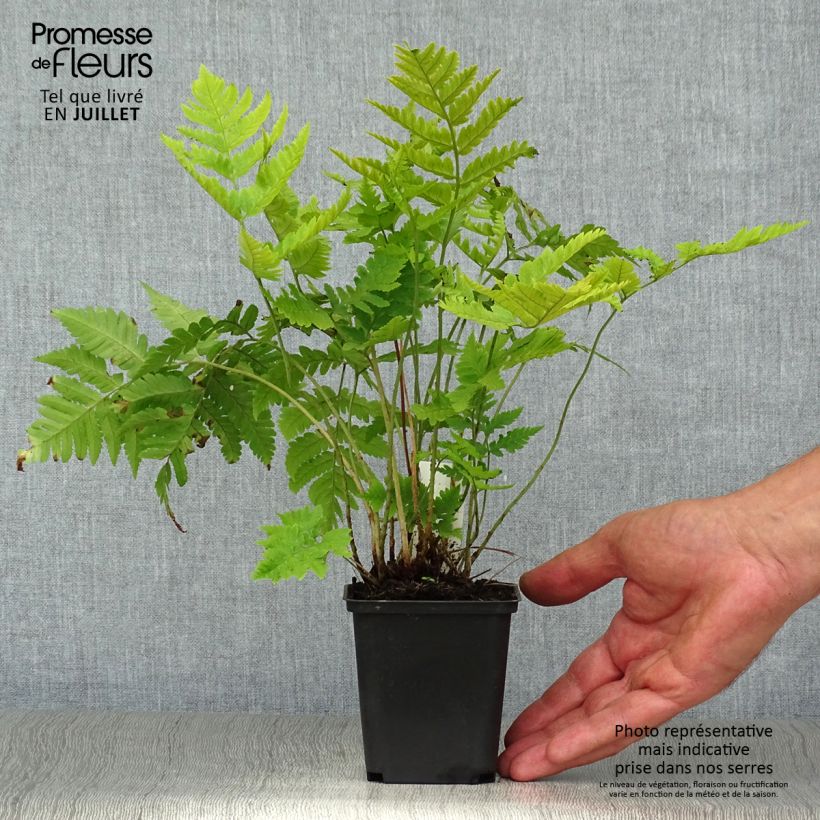 Exemplar von Dryopteris goldieana - Wurmfarn Kleine Töpfe von 8/9 cm wie im Sommer geliefert