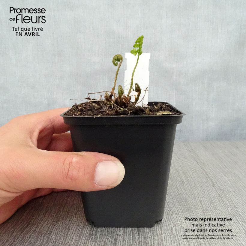 Exemplar von Dryopteris goldieana - Wurmfarn Kleine Töpfe von 8/9 cm wie im Frühjahr geliefert