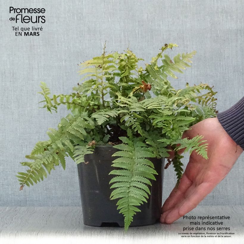 Exemplar von Dryopteris kuratae - Wurmfarn Topf mit 2L/3L wie im Frühjahr geliefert