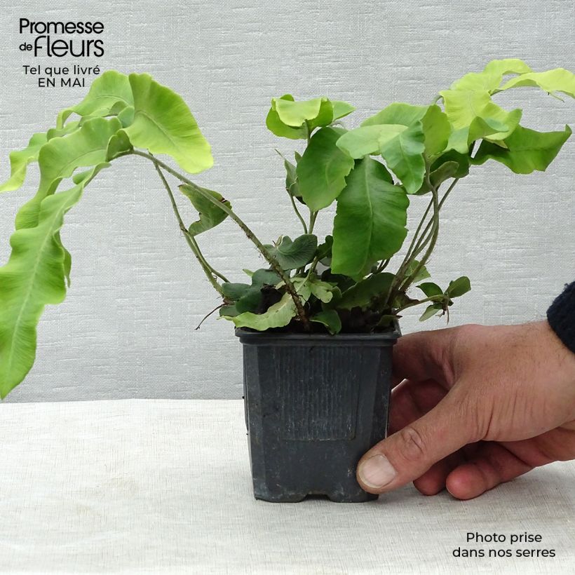 Exemplar von Dryopteris sieboldii - Wurmfarn Kleine Töpfe von 8/9 cm wie im Frühjahr geliefert