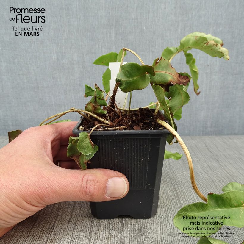 Exemplar von Dryopteris sieboldii - Wurmfarn Kleine Töpfe von 8/9 cm wie im Winter geliefert