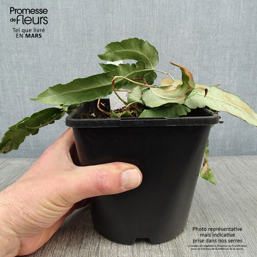 Exemplar von Dryopteris sieboldii - Wurmfarn Topf mit 2L/3L wie im Winter geliefert