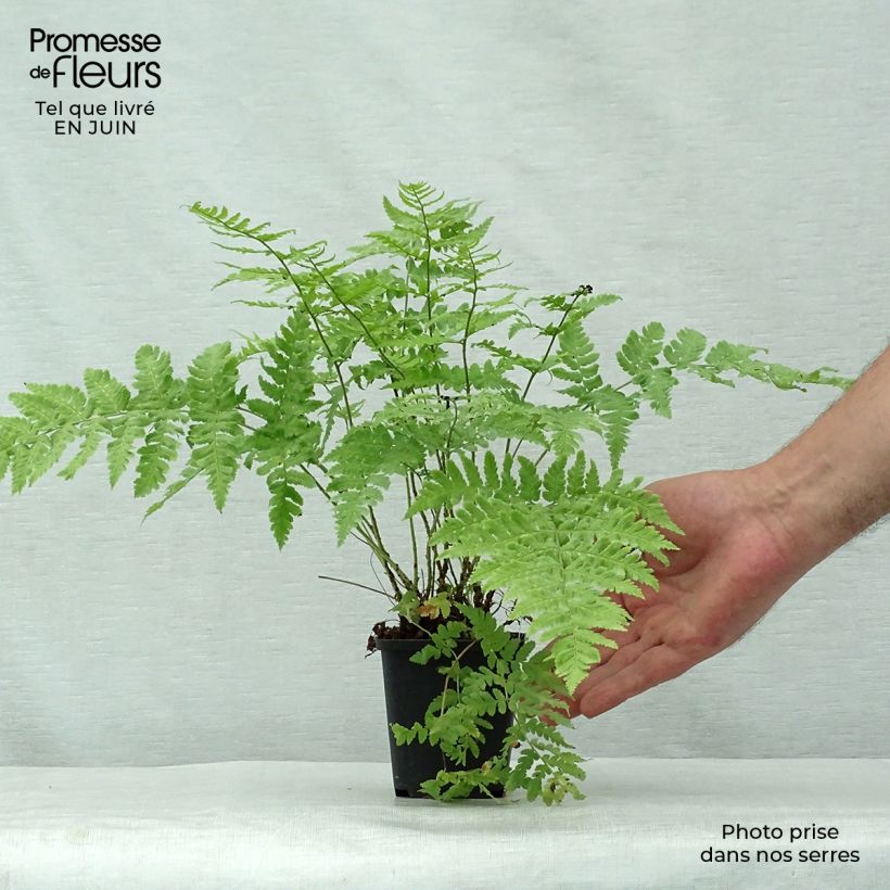 Exemplar von Dryopteris stewartii - Wurmfarn Kleine Töpfe von 8/9 cm wie im Sommer geliefert
