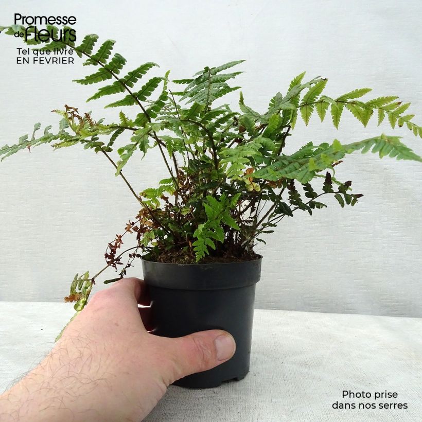 Exemplar von Dryopteris wallichiana - Wurmfarn Kleine Töpfe von 8/9 cm wie im Winter geliefert
