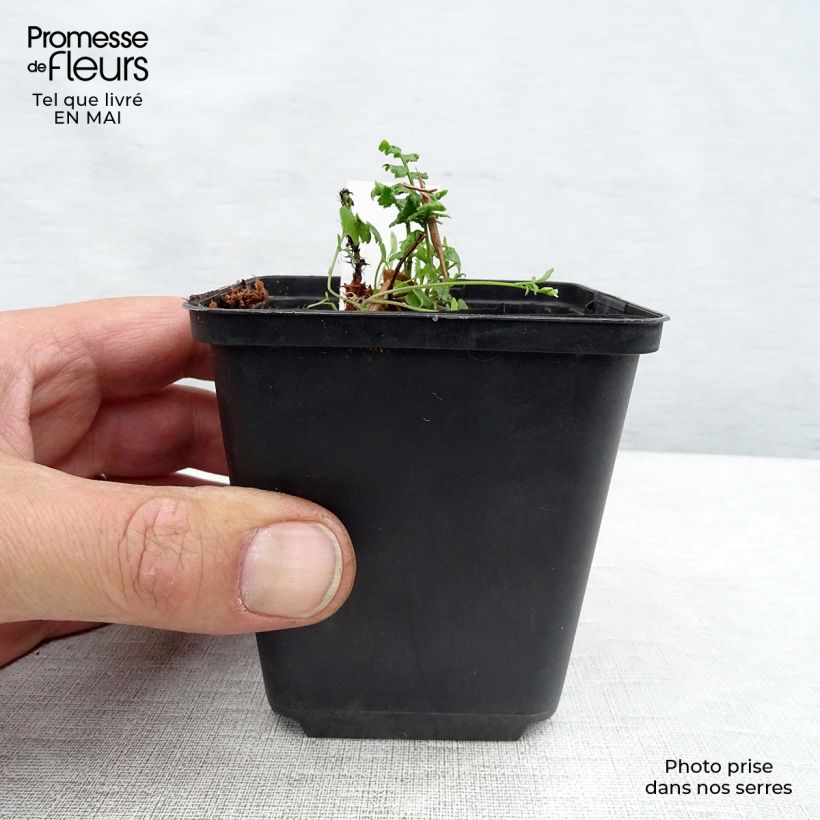 Exemplar von Dryopteris wallichiana - Wurmfarn Kleine Töpfe von 8/9 cm wie im Frühjahr geliefert