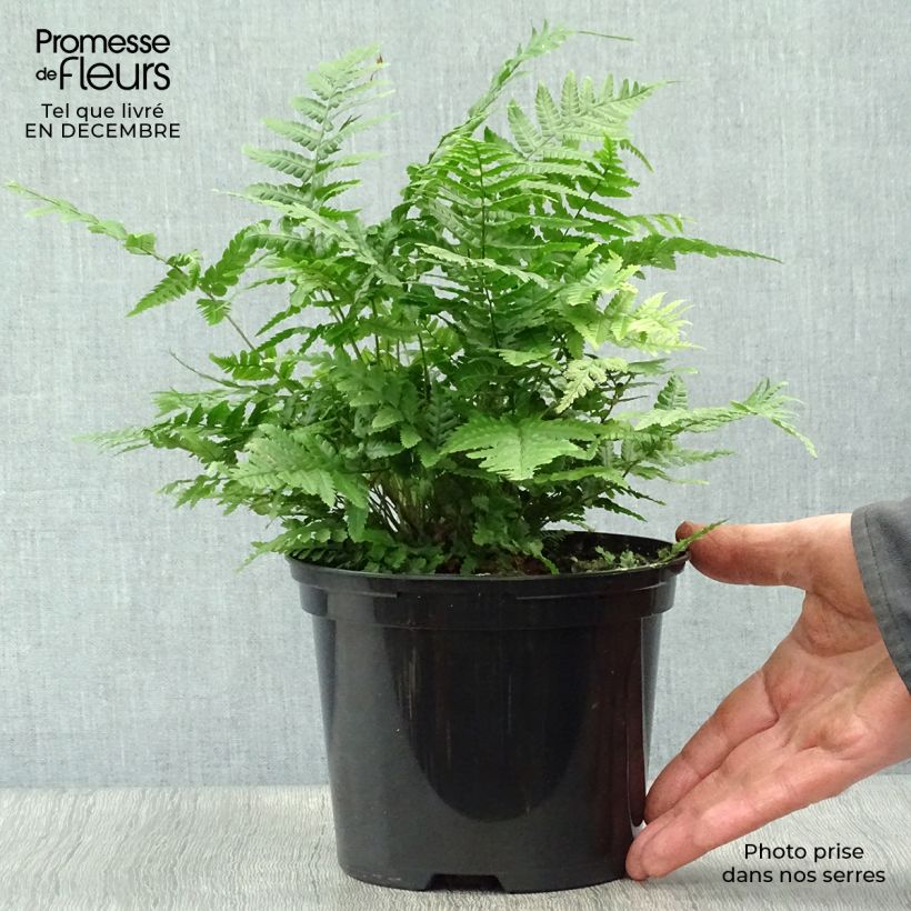 Exemplar von Dryopteris wallichiana Jurassic Gold - Wurmfarn Topf mit 2L/3L wie im Winter geliefert