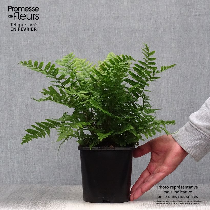 Exemplar von Dryopteris wallichiana Jurassic Gold - Wurmfarn Topf mit 2L/3L wie im Herbst geliefert