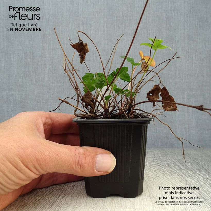 Exemplar von Duchesnea indica - Indische Erdbeere Kleine Töpfe von 8/9 cm wie im Herbst geliefert