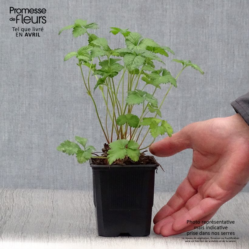 Exemplar von Duchesnea indica - Indische Erdbeere Kleine Töpfe von 8/9 cm wie im Frühjahr geliefert