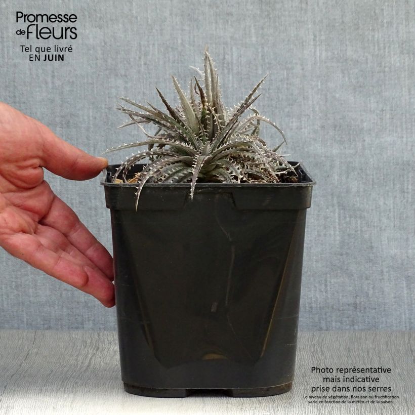 Exemplar von Dyckia Brittle Star Topf mit 3L/4L wie im Sommer geliefert