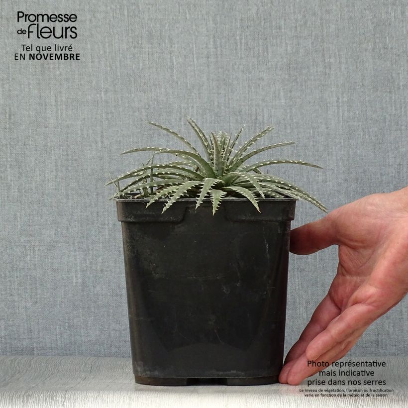 Exemplar von Dyckia Brittle Star Topf mit 3L/4L wie im Herbst geliefert