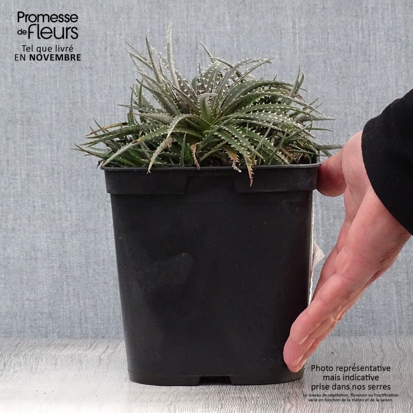 Exemplar von Dyckia Grand Marnier Topf mit 2L/3L wie im Herbst geliefert