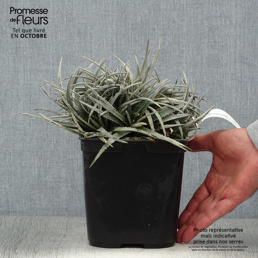 Exemplar von Dyckia Pale Rider Topf mit 2L/3L wie im Herbst geliefert