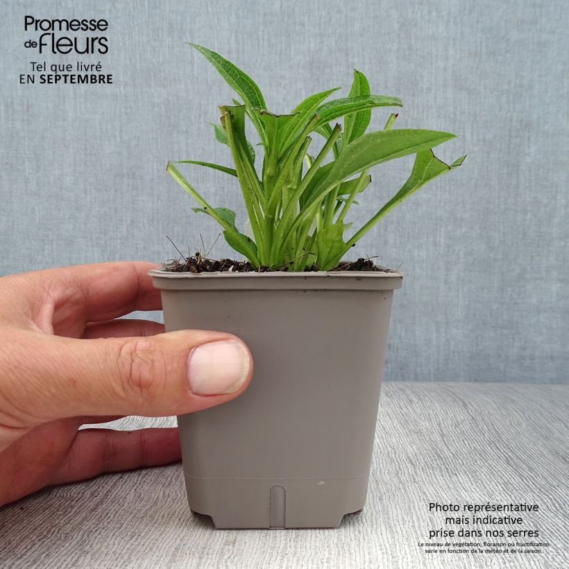Exemplar von Echinacea Kismet White - Scheinsonnenhut Kleine Töpfe von 8/9 cm wie im Herbst geliefert