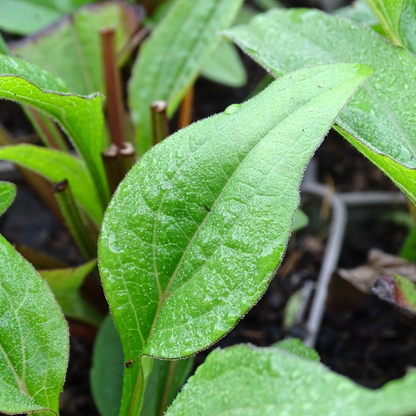 Echinacea Kismet Raspberry - Scheinsonnenhut (Laub)