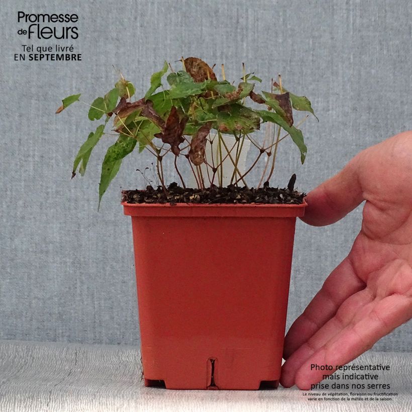 Exemplar von Epimedium rubrum Galadriel - Rote Elfenblume Topf mit 1L/1,5L wie im Herbst geliefert