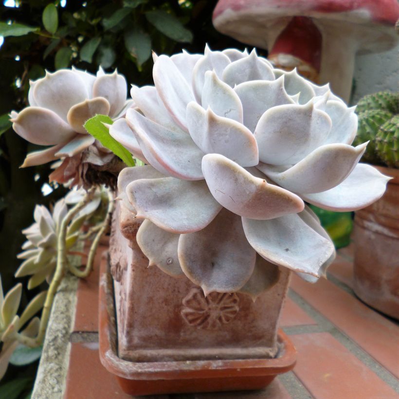 Echeveria Lola - Echeverie (Wuchs)
