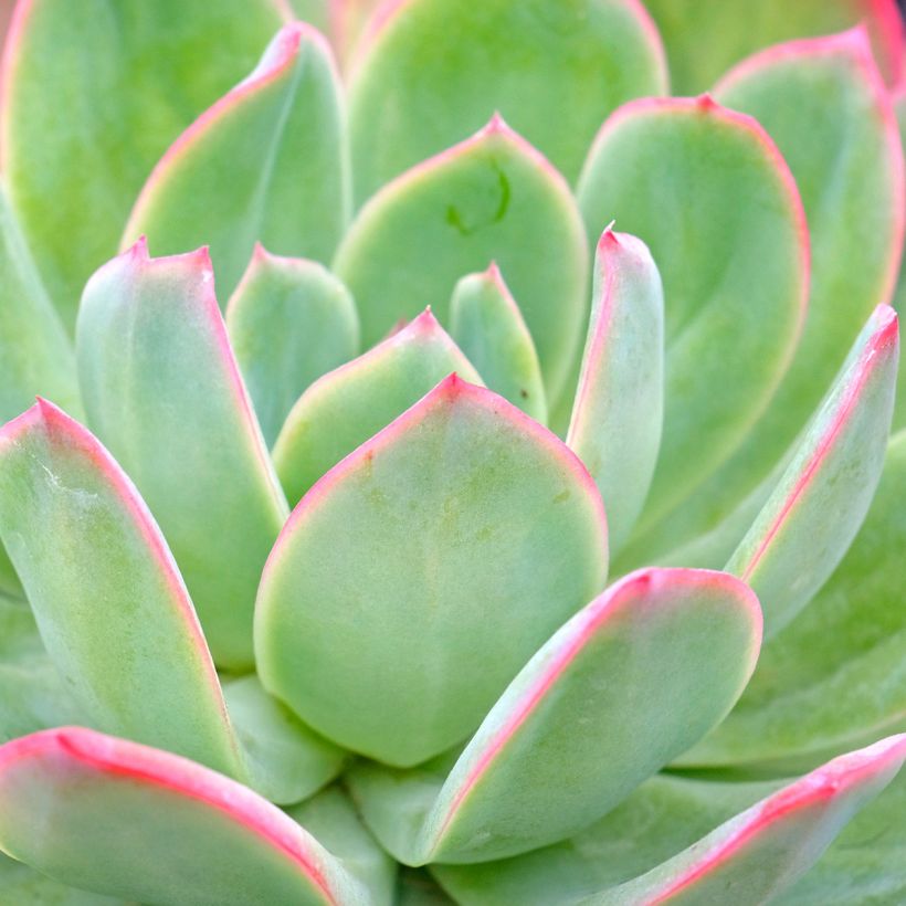Echeveria Pink Edge - Echeverie (Laub)