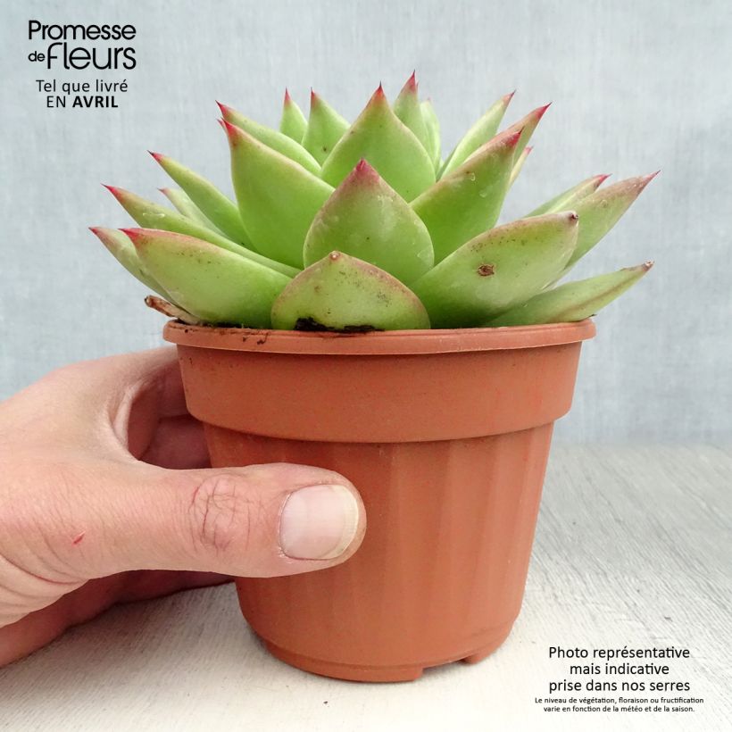 Exemplar von Echeveria agavoides Ebony - Echeverie Topf 12 cm / 13 cm wie im Frühjahr geliefert