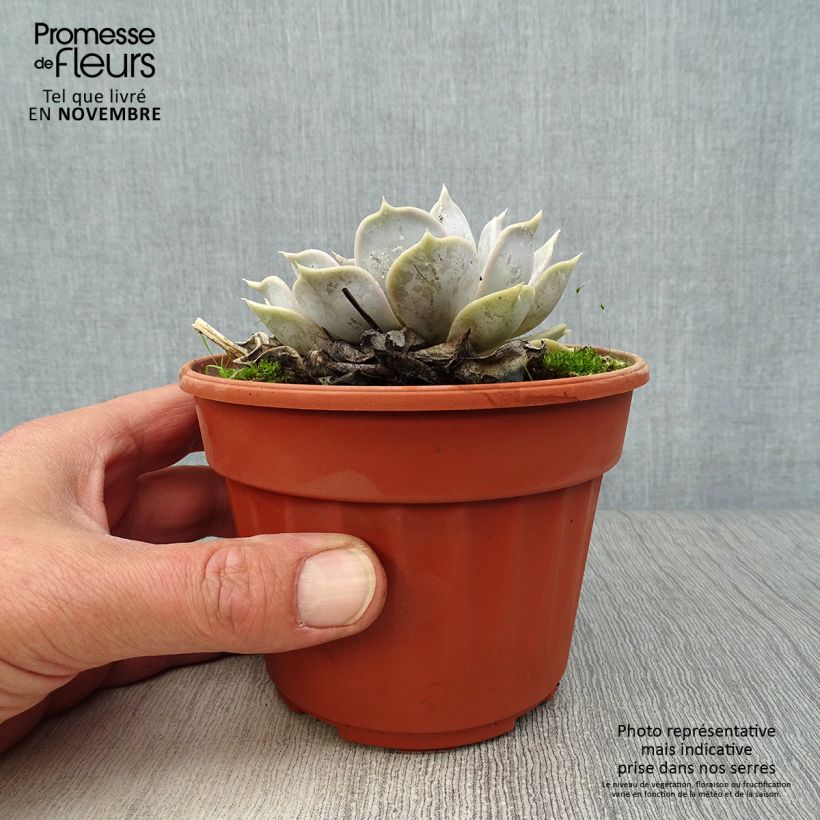 Exemplar von Echeveria lilacina - Echeverie Topf mit 1,5L/2L wie im Herbst geliefert