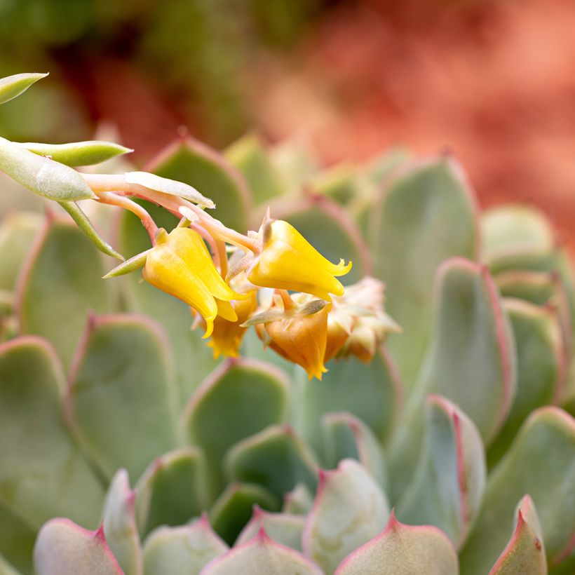 Echeveria pulidonis - Echeverie (Blüte)