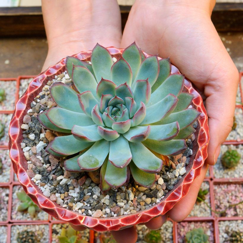 Echeveria pulidonis - Echeverie (Wuchs)