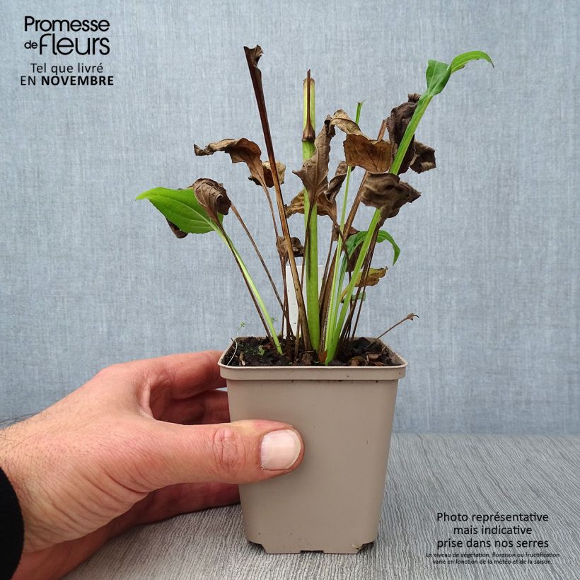 Exemplar von Echinacea purpurea Aloha - Sonnenhut Kleine Töpfe von 8/9 cm wie im Herbst geliefert