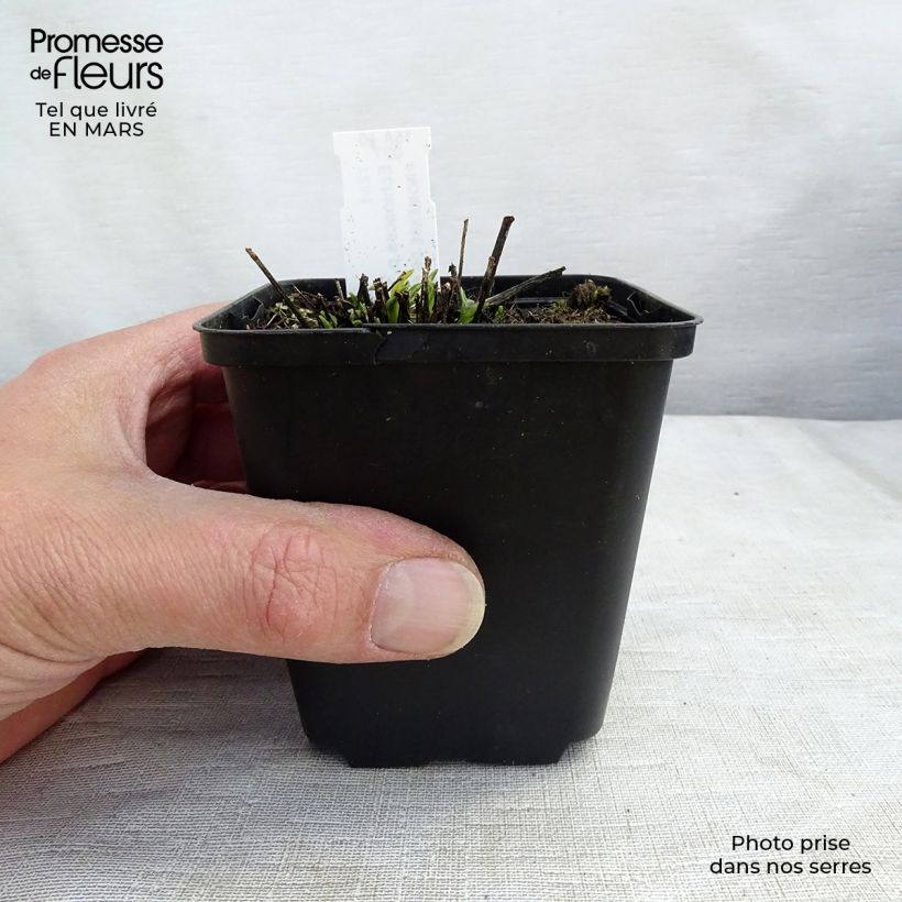 Exemplar von Echinacea purpurea Avalanche - Sonnenhut Kleine Töpfe von 8/9 cm wie im Frühjahr geliefert