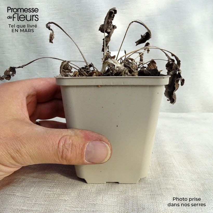 Exemplar von Echinacea Big Kahuna - Scheinsonnenhut Kleine Töpfe von 8/9 cm wie im Winter geliefert