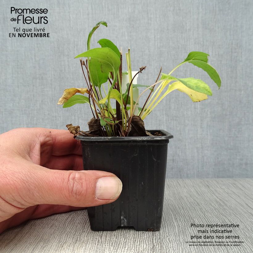 Exemplar von Echinacea purpurea Butterfly Kisses - Sonnenhut Kleine Töpfe von 8/9 cm wie im Herbst geliefert