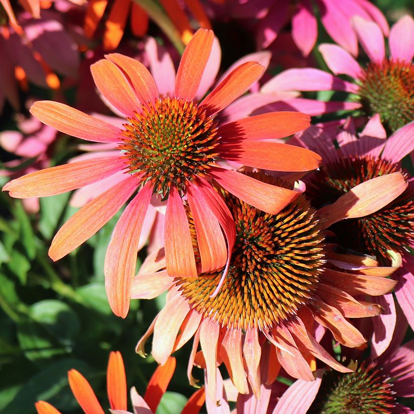 Echinacea purpurea Cheyenne Spirit - Sonnenhut (Blüte)