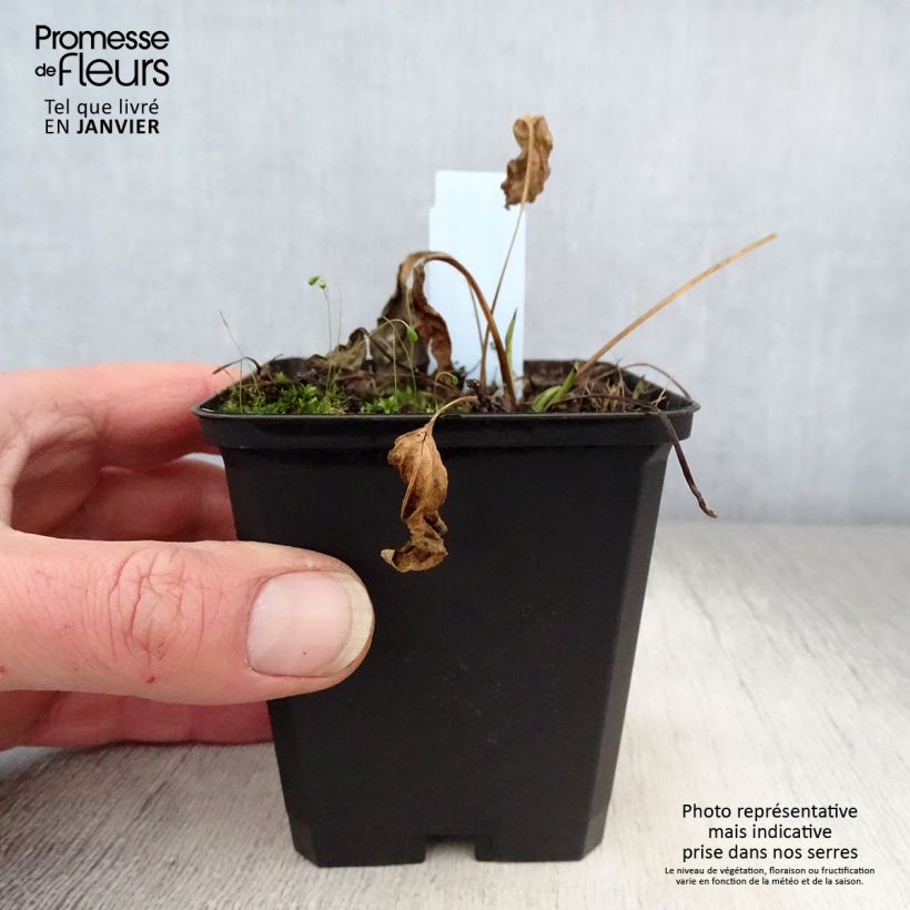 Exemplar von Echinacea purpurea Chiquita - Sonnenhut Kleine Töpfe von 8/9 cm wie im Winter geliefert