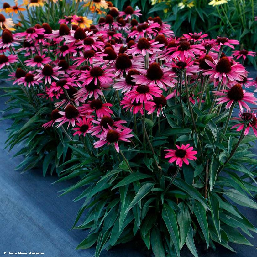 Echinacea Dark Shadows Wicked - Scheinsonnenhut (Hafen)