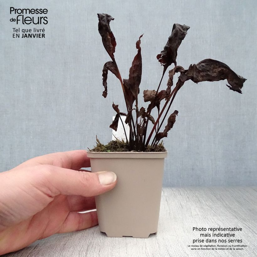 Exemplar von Echinacea purpurea Eccentric - Sonnenhut Kleine Töpfe von 8/9 cm wie im Winter geliefert