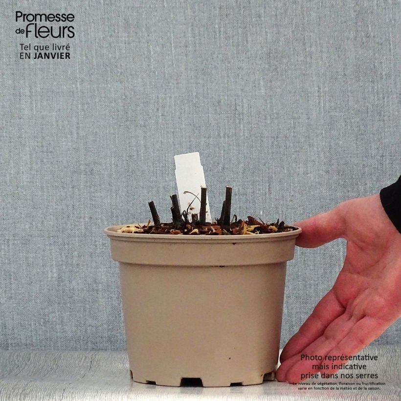 Exemplar von Echinacea purpurea Fatal Attraction - Sonnenhut Topf mit 2L/3L wie im Winter geliefert