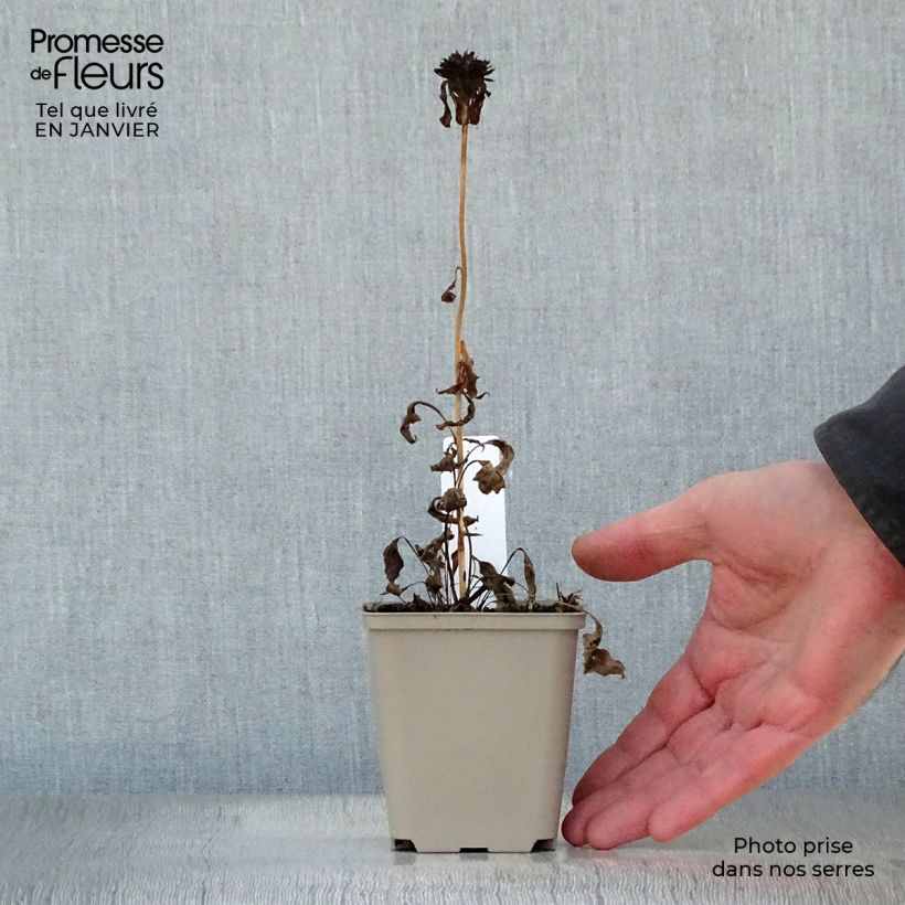 Exemplar von Echinacea purpurea Ferris Wheels - Sonnenhut Kleine Töpfe von 8/9 cm wie im Winter geliefert