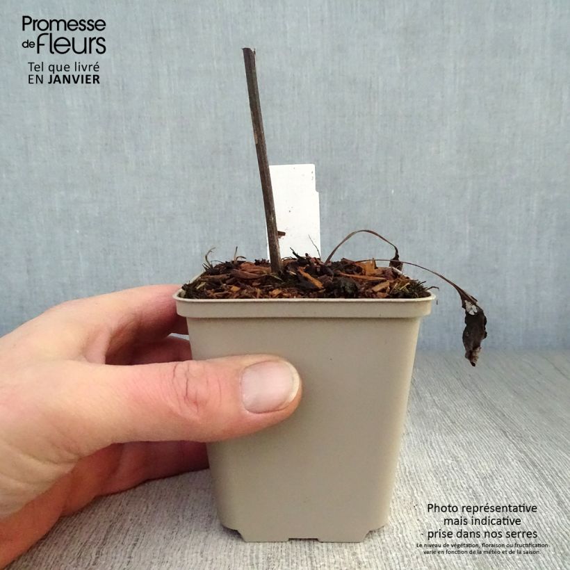 Exemplar von Echinacea purpurea Fragrant Angel - Sonnenhut Kleine Töpfe von 8/9 cm wie im Winter geliefert