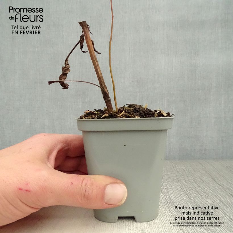 Exemplar von Echinacea purpurea Green Envy - Sonnenhut Kleine Töpfe von 8/9 cm wie im Winter geliefert