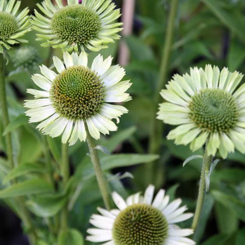 Echinacea purpurea Green Jewel - Sonnenhut (Blüte)