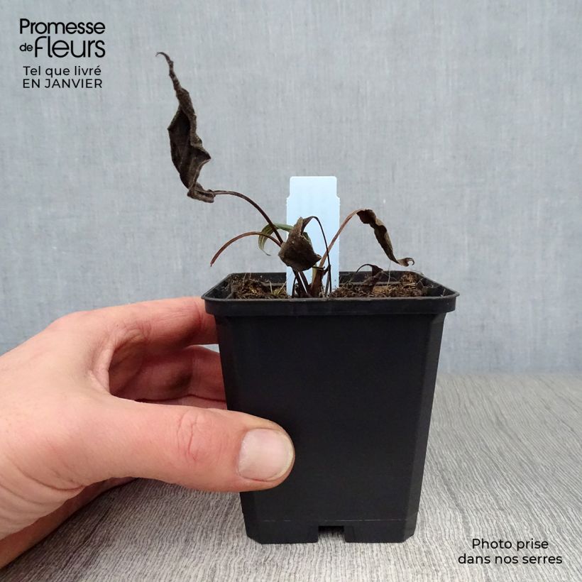 Exemplar von Echinacea purpurea Hot Papaya - Sonnenhut Kleine Töpfe von 8/9 cm wie im Winter geliefert