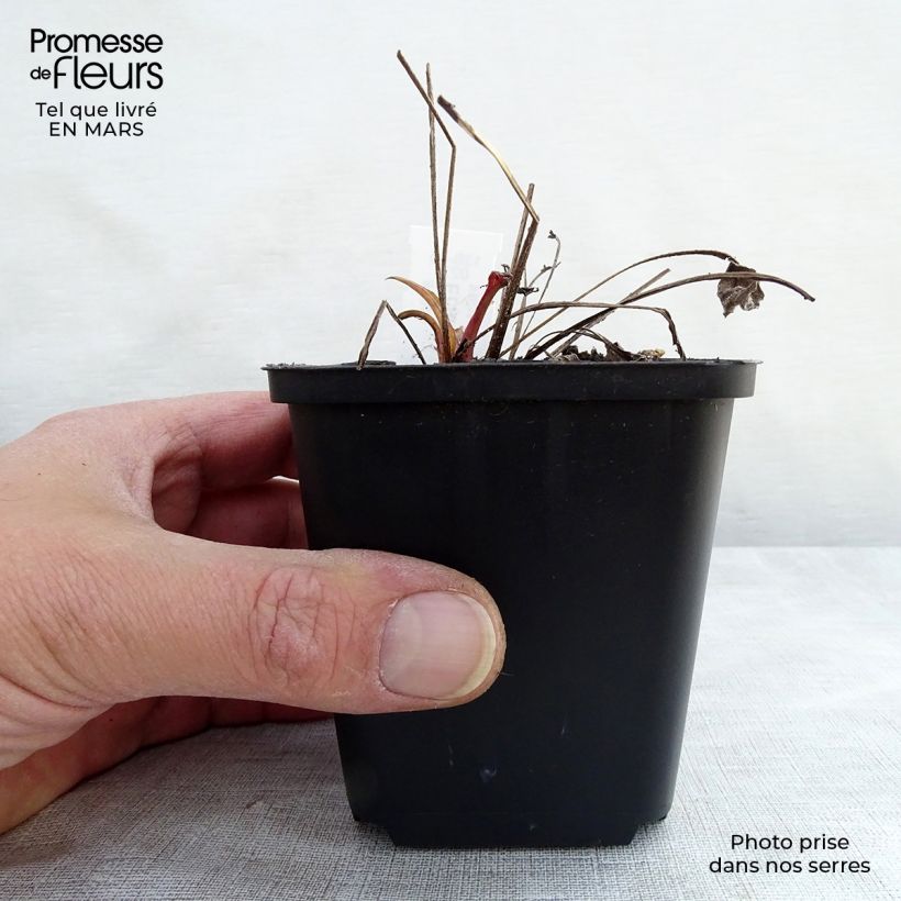 Exemplar von Echinacea Julia - Scheinsonnenhut Kleine Töpfe von 8/9 cm wie im Frühjahr geliefert