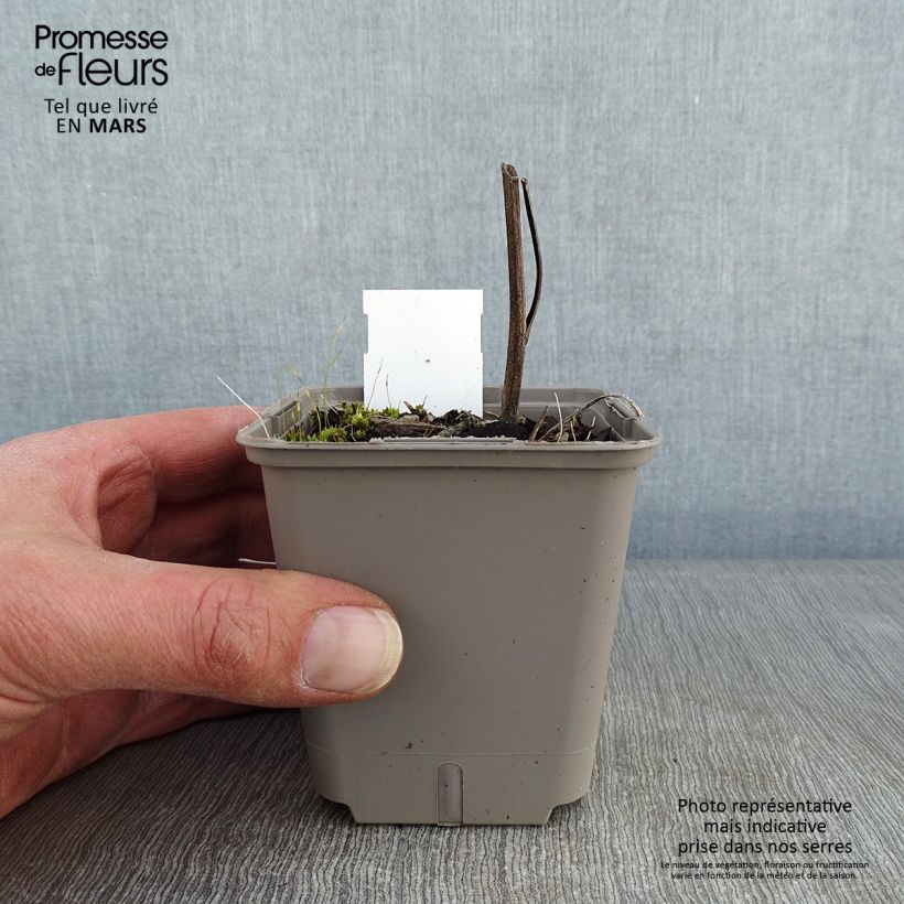 Exemplar von Echinacea Kismet Orange Intense - Scheinsonnenhut Kleine Töpfe von 8/9 cm wie im Winter geliefert